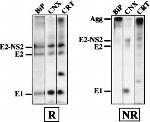 Calreticulin Antibody in Immunoprecipitation (IP)