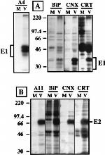 Calreticulin Antibody in Immunoprecipitation (IP)