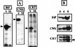 Calreticulin Antibody in Immunoprecipitation (IP)
