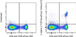 TCR V alpha 2 Antibody in Flow Cytometry (Flow)