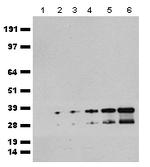mCherry Antibody in Western Blot (WB)