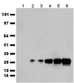 mGFP Antibody in Western Blot (WB)