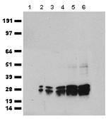 mGFP Antibody in Western Blot (WB)
