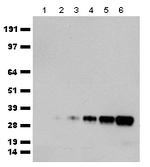 mGFP Antibody in Western Blot (WB)