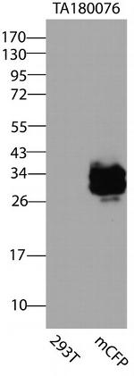mGFP/mCFP/mYFP/KillerRed Antibody in Western Blot (WB)