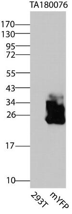 mGFP/mCFP/mYFP/KillerRed Antibody in Western Blot (WB)