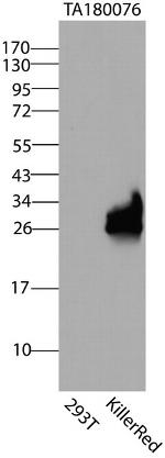 mGFP/mCFP/mYFP/KillerRed Antibody in Western Blot (WB)