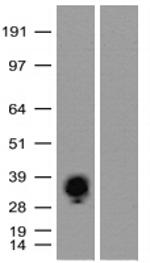mKate Antibody in Western Blot (WB)