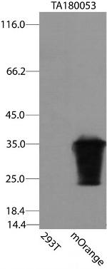 mOrange/mOrange2 Antibody in Western Blot (WB)