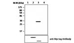 HCE Antibody in Western Blot (WB)