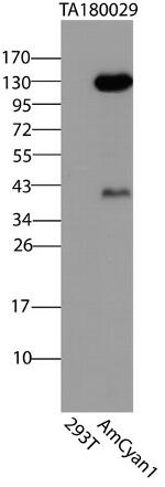 mRaspberry/AmCyan1 Antibody in Western Blot (WB)