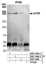 mTOR Antibody in Western Blot (WB)