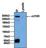 mTOR Antibody in Immunoprecipitation (IP)