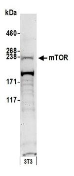 mTOR Antibody in Western Blot (WB)