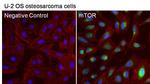 mTOR Polyclonal Antibody