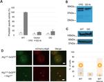 PGK1 Antibody in Western Blot (WB)