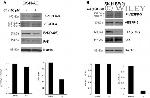 Phospho-FAK (Tyr397) Antibody in Western Blot (WB)