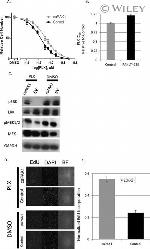 GAPDH Antibody in Western Blot (WB)