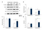Claudin 5 Antibody in Western Blot (WB)