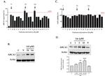 beta Actin Loading Control Antibody in Western Blot (WB)