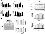 beta Actin Loading Control Antibody in Western Blot (WB)