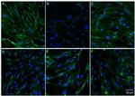 Claudin 5 Polyclonal Antibody