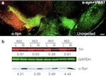 alpha Synuclein Antibody in Western Blot, Immunohistochemistry (WB, IHC)