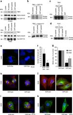 CEP170 Antibody in Western Blot, Immunocytochemistry (WB, ICC/IF)