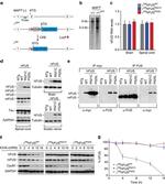 Myc Tag Antibody in Immunoprecipitation (IP)