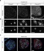 Myc Tag Antibody in Immunohistochemistry (IHC)