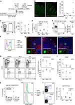 Mouse IgA Antibody in Immunocytochemistry (ICC/IF)