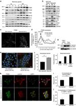 beta Actin Antibody in Western Blot (WB)