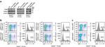 Ku70/Ku80 Antibody in Western Blot (WB)