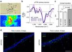 beta Amyloid Antibody in Immunohistochemistry - Free Floating (IHC (Free))