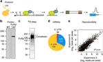 TAP Tag Antibody in Western Blot, Immunoprecipitation (WB, IP)