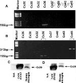 Connexin 36 Antibody in Western Blot (WB)