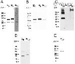 Connexin 30 Antibody in Western Blot (WB)