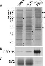 PSD-95 Antibody in Western Blot (WB)