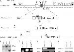 ADAMTS4 Antibody in Western Blot (WB)