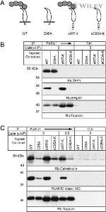 Calreticulin Antibody in Western Blot (WB)