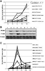 CDK5 Antibody in Western Blot (WB)