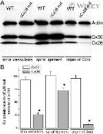 Connexin 30 Antibody in Western Blot (WB)