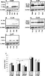 Connexin 36 Antibody in Western Blot (WB)
