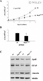 GFAP Antibody in Western Blot (WB)