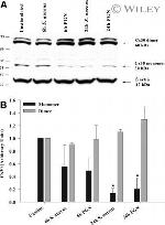 Connexin 30 Antibody in Western Blot (WB)