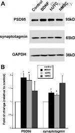 PSD-95 Antibody in Western Blot (WB)
