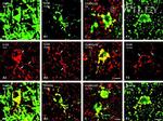 Connexin 30 Antibody in Immunohistochemistry (IHC)