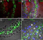 Connexin 30 Antibody in Immunocytochemistry (ICC/IF)