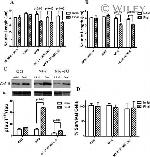 Tau Antibody in Western Blot (WB)