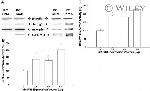 NDRG1 Antibody in Western Blot (WB)